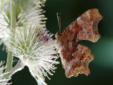Comma (Nymphalis c-album)