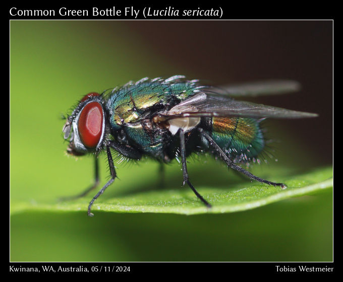 Common Green Bottle Fly (Lucilia sericata)