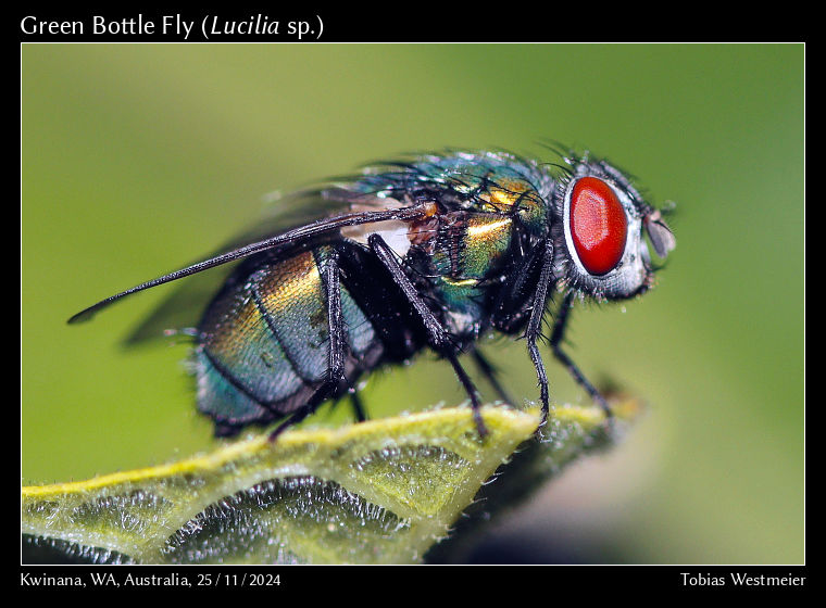 Common Green Bottle Fly (Lucilia sericata)