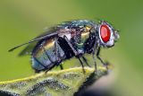 Common Green Bottle Fly (Lucilia sericata)