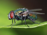 Common Green Bottle Fly (Lucilia sericata)
