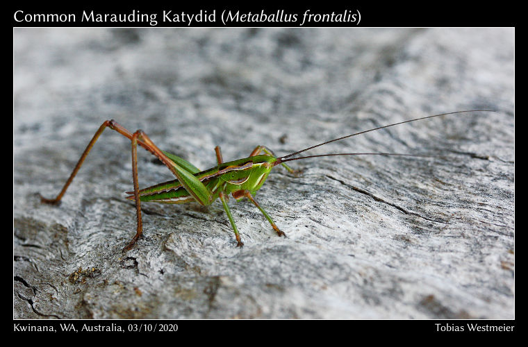 Common Marauding Katydid (Metaballus frontalis)
