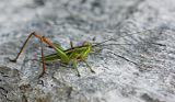 Common Marauding Katydid (Metaballus frontalis)