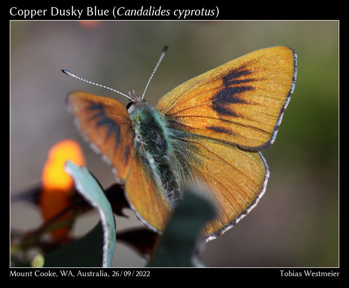 Copper Dusky-blue (Candalides cyprotus)