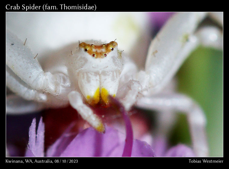 Crab Spider (family Thomisidae)
