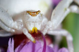 Crab Spider (family Thomisidae)