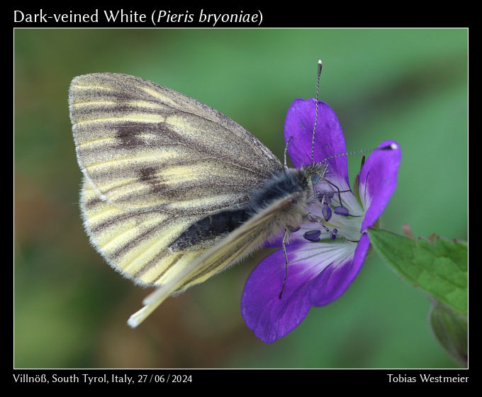 Dark-veined White (Pieris bryoniae)