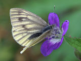 Dark-veined White (Pieris bryoniae)
