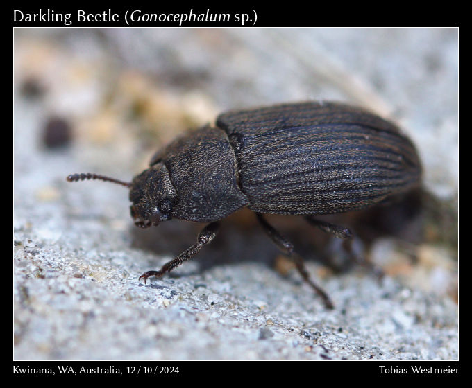 Darkling Beetle (Gonocephalum sp.)