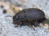Darkling Beetle (Gonocephalum sp.)