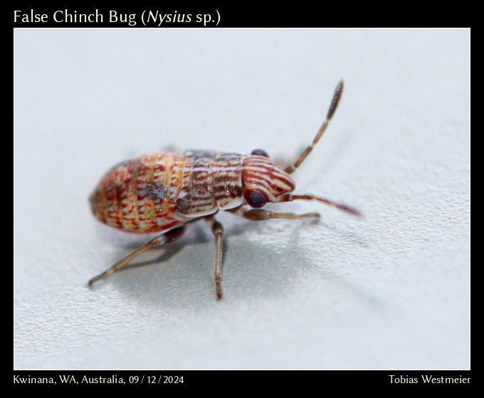 False Chinch Bug (Nysius sp.)
