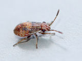 False Chinch Bug (Nysius sp.)