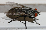 Flesh Fly (Sarcophaga sp.)