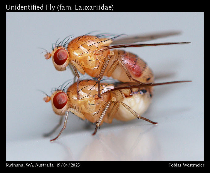 Unidentified Fly (fam. Lauxaniidae)