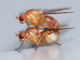 Unidentified Fly (fam. Lauxaniidae)