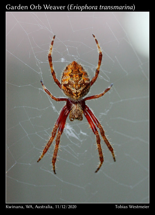 Garden Orb Weaver (Eriophora transmarina)