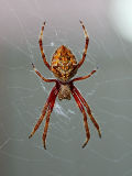 Garden Orb Weaver (Eriophora transmarina)