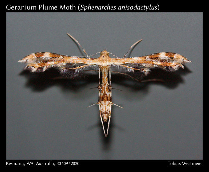 Geranium Plume Moth (Sphenarches anisodactylus)