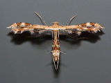 Geranium Plume Moth (Sphenarches anisodactylus)