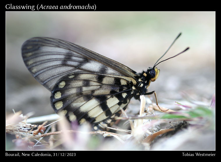 Glasswing (Acraea andromacha)