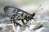 Glasswing (Acraea andromacha)