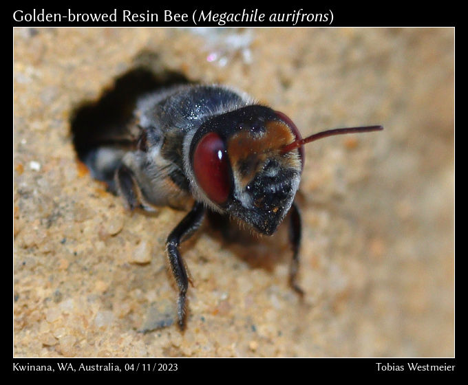 Golden-browed Resin Bee (Megachile aurifrons)