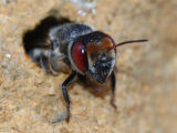 Golden-browed Resin Bee (Megachile aurifrons)