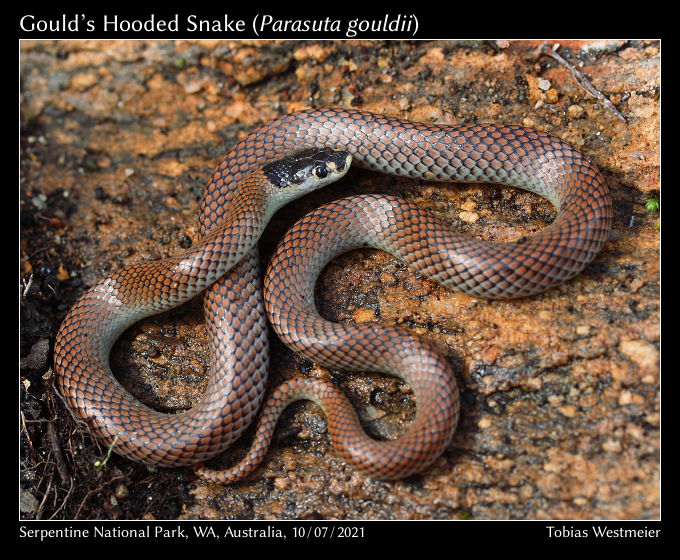 Gould’s Hooded Snake (Parasuta gouldii)