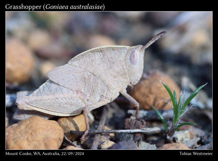 Grasshopper (Goniaea australasiae) – Nymph