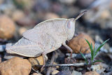 Grasshopper (Goniaea australasiae) – Nymph