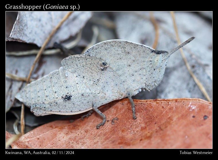 Grasshopper (Goniaea sp.) – Nymph