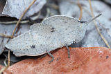 Grasshopper (Goniaea sp.) – Nymph