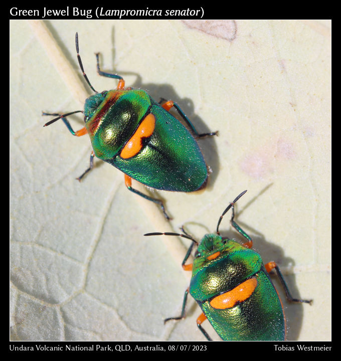Green Jewel Bug (Lampromicra senator)