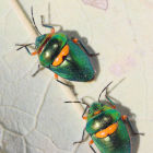 Green Jewel Bug (Lampromicra senator)