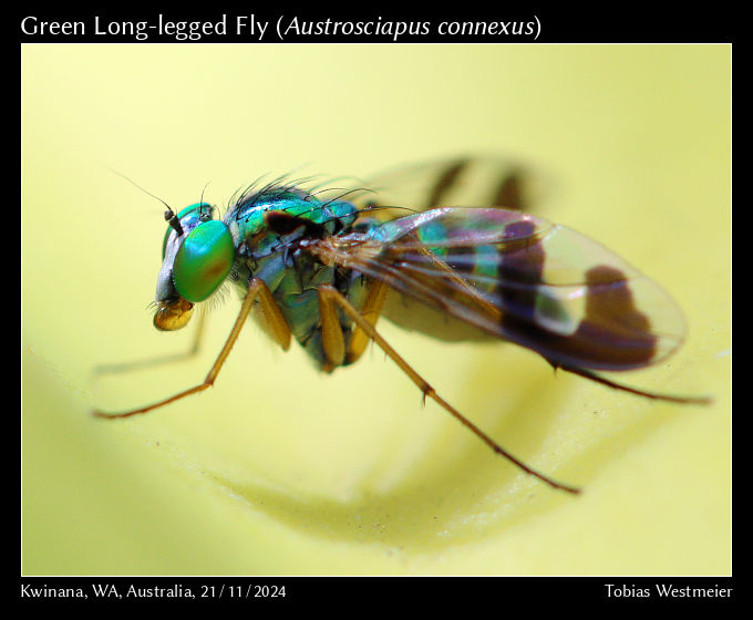 Green Long-legged Fly (Austrosciapus connexus)