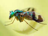 Green Long-legged Fly (Austrosciapus connexus)