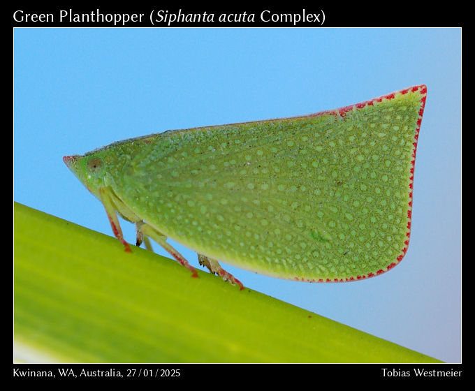 Green Planthopper (Siphanta acuta Complex)