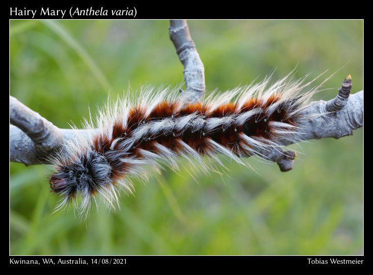 Hairy Mary (Anthela varia)