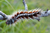 Hairy Mary (Anthela varia)