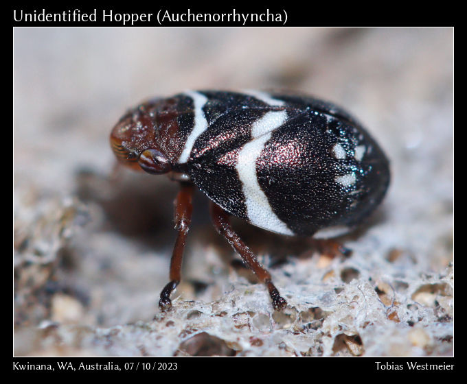 Spittlebug (Bathyllus albicinctus)