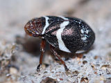Spittlebug (Bathyllus albicinctus)