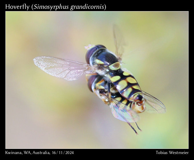 Hoverfly (Simosyrphus grandicornis)