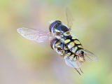 Hoverfly (Simosyrphus grandicornis)