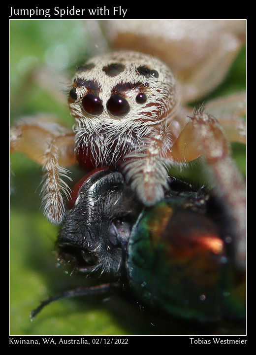 Cyclops Jumping Spider (Opisthoncus polyphemus) with prey