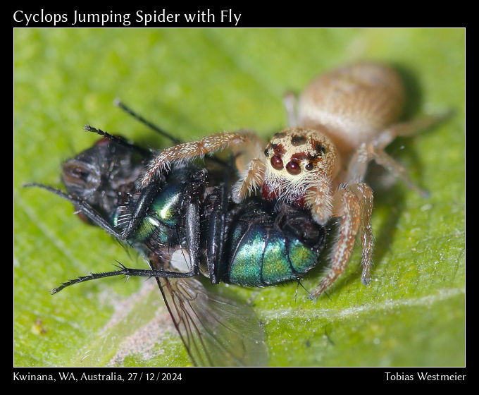Cyclops Jumping Spider (Opisthoncus polyphemus) with prey