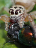 Cyclops Jumping Spider (Opisthoncus polyphemus) with prey