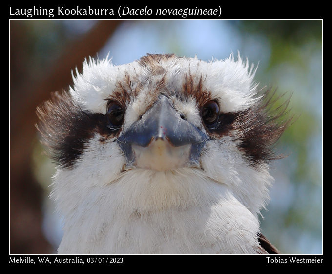 Laughing Kookaburra (Dacelo novaeguineae)