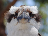 Laughing Kookaburra (Dacelo novaeguineae)