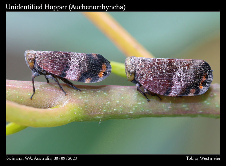 Unidentified Planthopper (Platybrachys sp.)