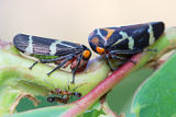 Leafhopper (Eurymeloides pulchra)